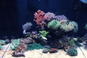 Mixed Reef Tank Thumbnail