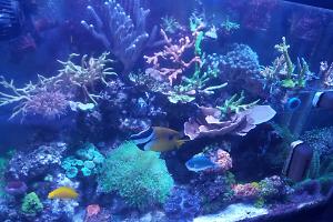 My 1st Reef Aquarium Thumbnail