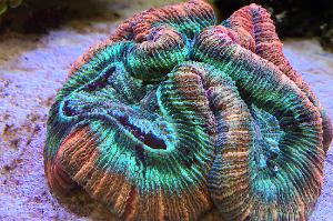 Brain Coral Trachyphyllia Thumbnail