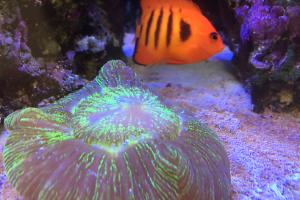 Brain Coral Trachyphyllia Thumbnail