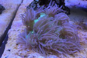 Elegance Coral Thumbnail