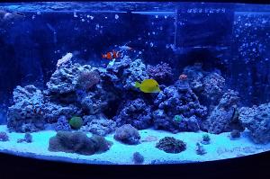 REEF Thumbnail