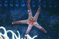 Red and Black Sea Star Thumbnail