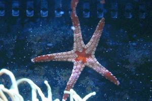 Red & Black Sea Star Thumbnail