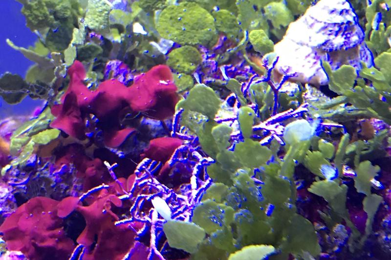 Fluval Evo 13 Thumbnail