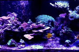 Conix67's 75G Mixed Reef Thumbnail