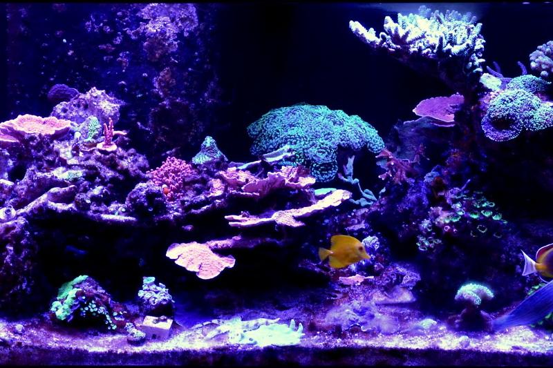 Conix67's 75G Mixed Reef Thumbnail