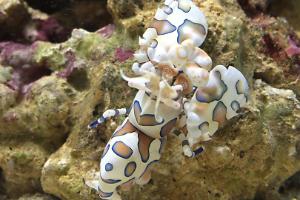 Harlequin Shrimp Thumbnail