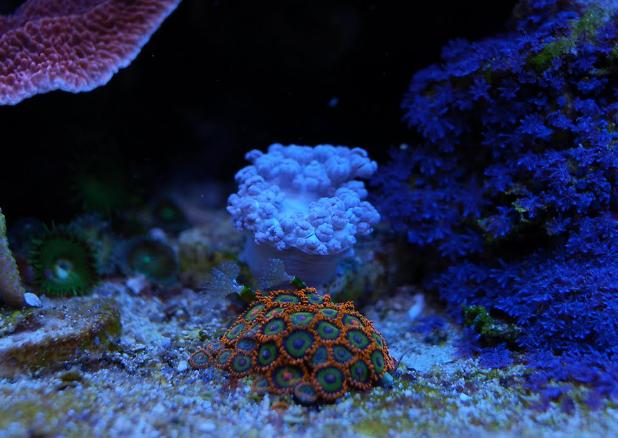 Zoas, dying Xenia, blue clover polyps spreading, November 21, 2010