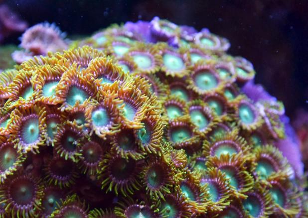 Zoa colony, August 27, 2013