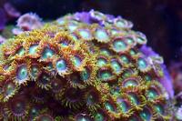 Zoa colony, August 27, 2013