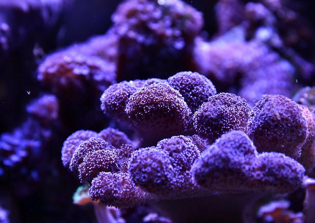 Purple Pocillopora, April 19, 2014