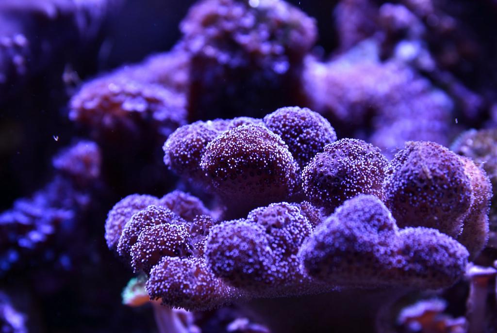 Purple Pocillopora, April 19, 2014