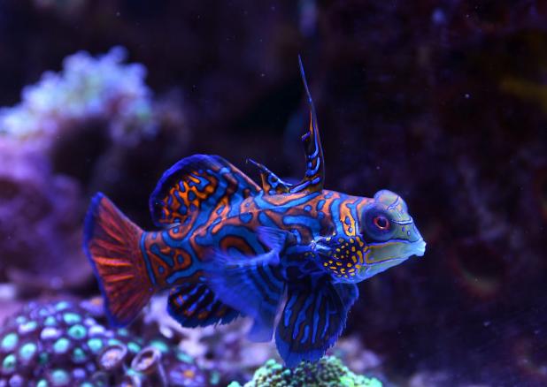 Mandarin Goby, April 19, 2014