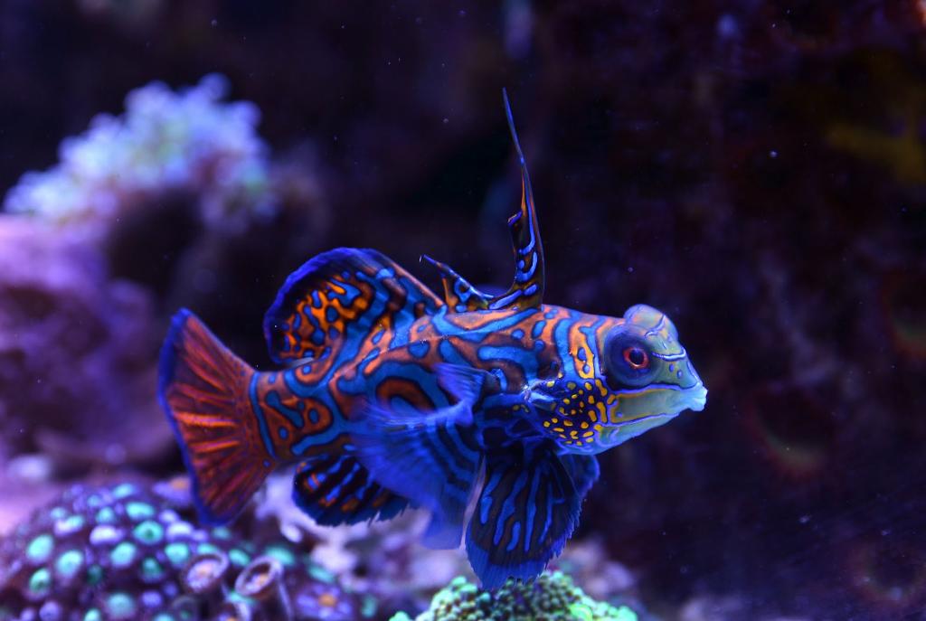 Mandarin Goby, April 19, 2014