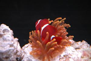 Maroon clown and RBTA