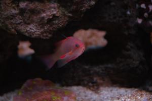 Lyretail Anthias Thumbnail