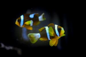 Barrier Reef Clownfish