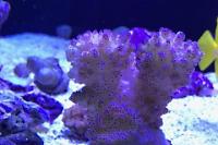 Pocillopora Thumbnail