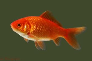 Common Goldfish Thumbnail