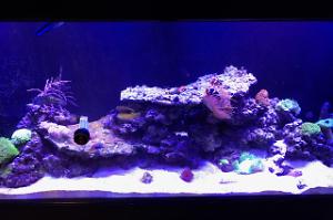 90G Reef Thumbnail