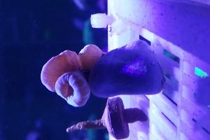 Trumpet Coral Thumbnail