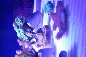 Horn Coral Fluorescent Thumbnail