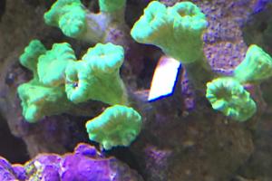 Candy Cane Coral Thumbnail