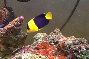 Bicolor Angelfish Thumbnail