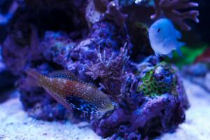 Splendid Leopard Wrasse Thumbnail