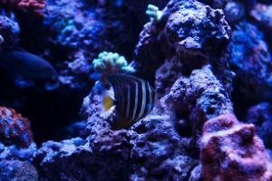 Sailfin Tang Thumbnail