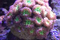 Blastomussa Coral Thumbnail