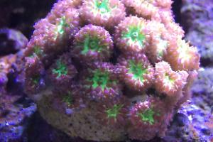 Blastomussa Coral Thumbnail