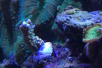 Green Montipora Capitata Thumbnail