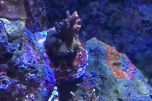 Red Planet Tabling Acropora