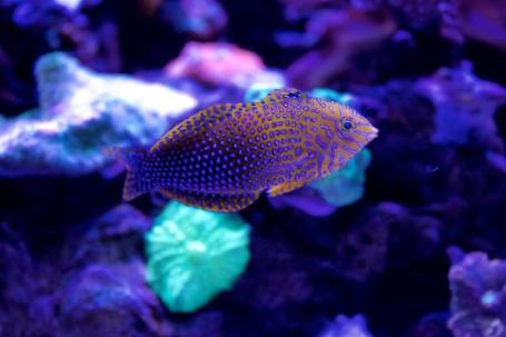 Potter's Wrasse Thumbnail