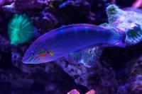 Hoeven's Wrasse Thumbnail