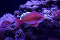 Male Lyretail Anthias Thumbnail