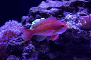 Male Lyretail Anthias Thumbnail