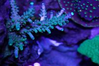 Acropora Secale Thumbnail