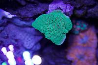 Montipora sp Thumbnail