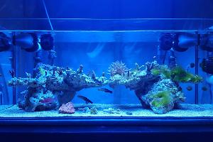 Vinoy's 20 Gallon Long Reef Thumbnail