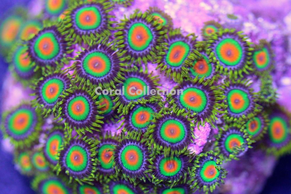 Rasta Zoa / Zoanthus sp var Rasta 334