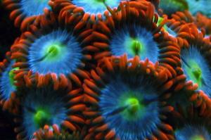 Fire and Ice Zoa Thumbnail