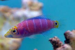 Mystery Wrasse