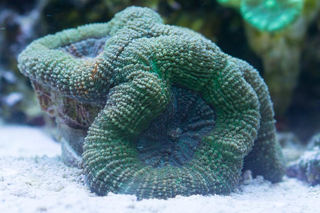 Bowerbanki Acan / Acanthastrea bowerbanki 43