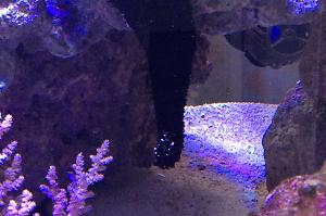 Black Sea Cucumber Thumbnail