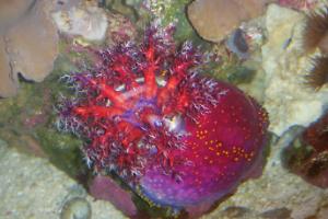 Sea Apple Thumbnail