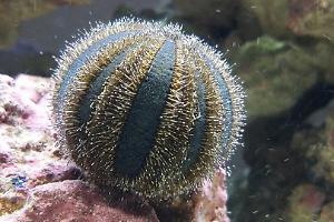 Blue Tuxedo Urchin Thumbnail