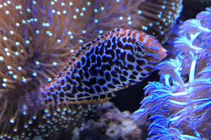 Blue Star Leopard Wrasse Thumbnail